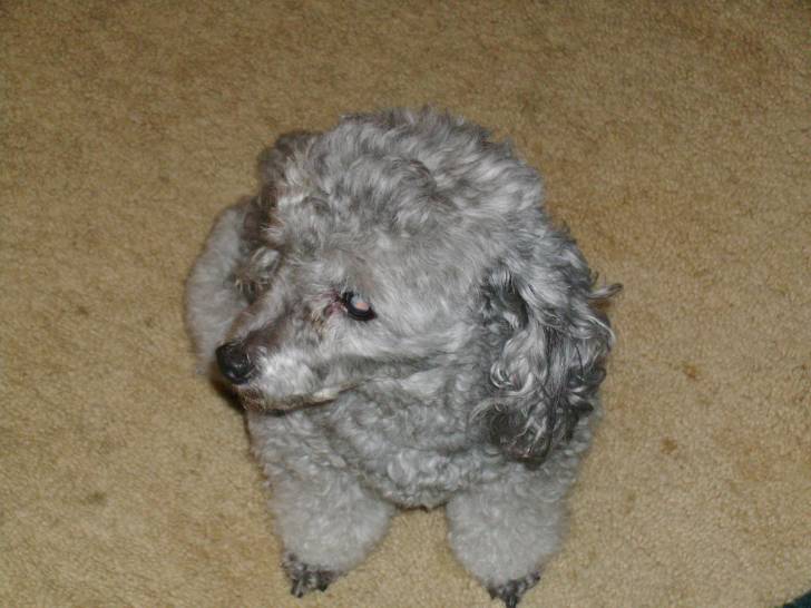 Madeline - Caniche (10 ans)