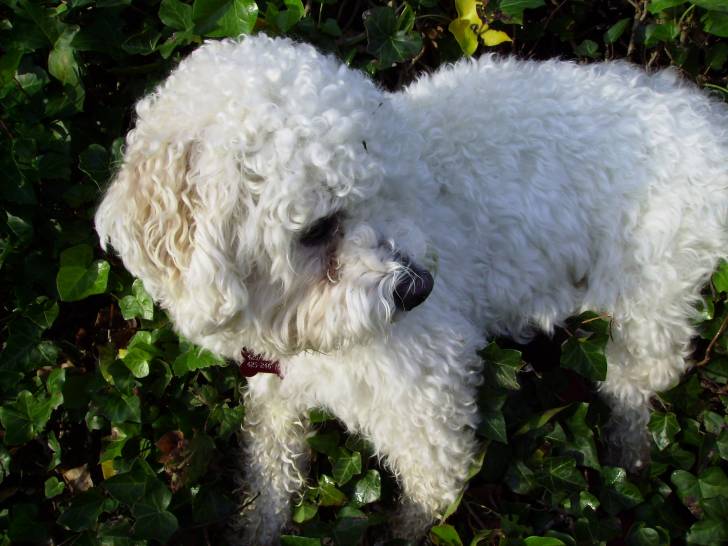 Marko - Caniche Mâle (2 ans)