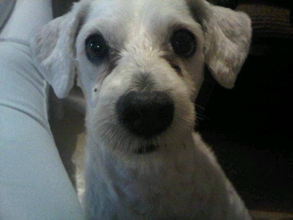 Towy - Caniche Mâle (6 ans)