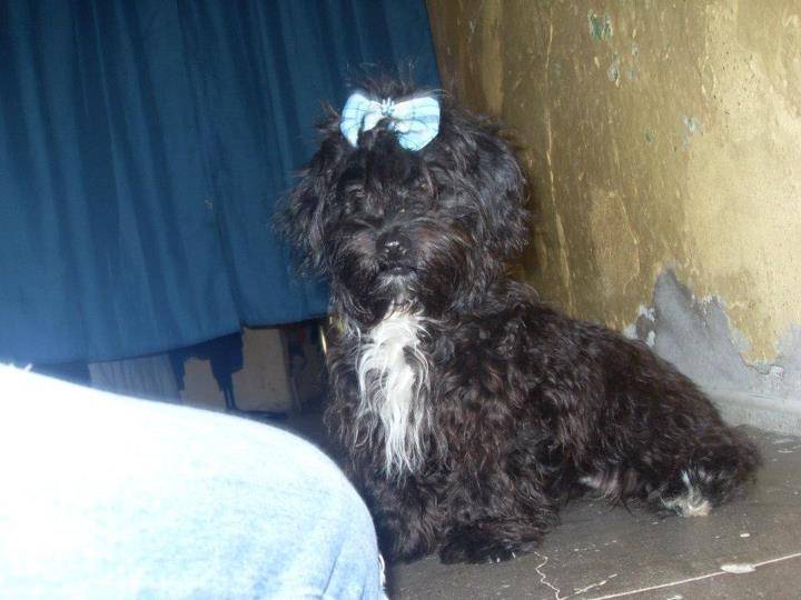 Lady - Caniche (1 an)