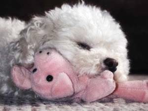carol - Caniche (3 mois)