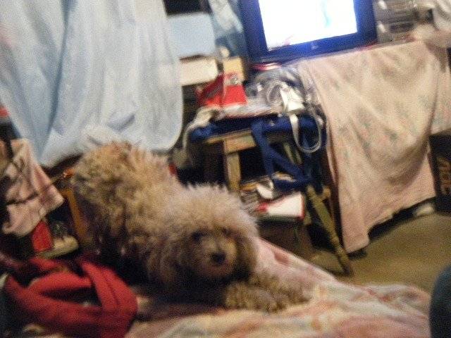 mimi - Caniche (8 ans)