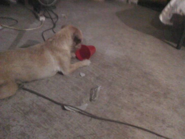 princesa - Caniche (2 mois)