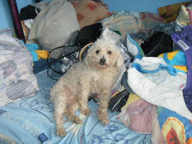 mimi - Caniche (8 ans)