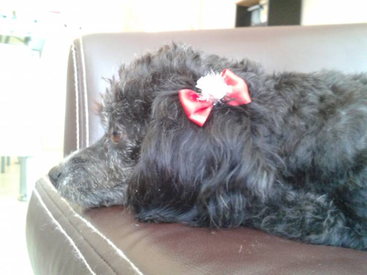 Ketta - Caniche (3 ans)