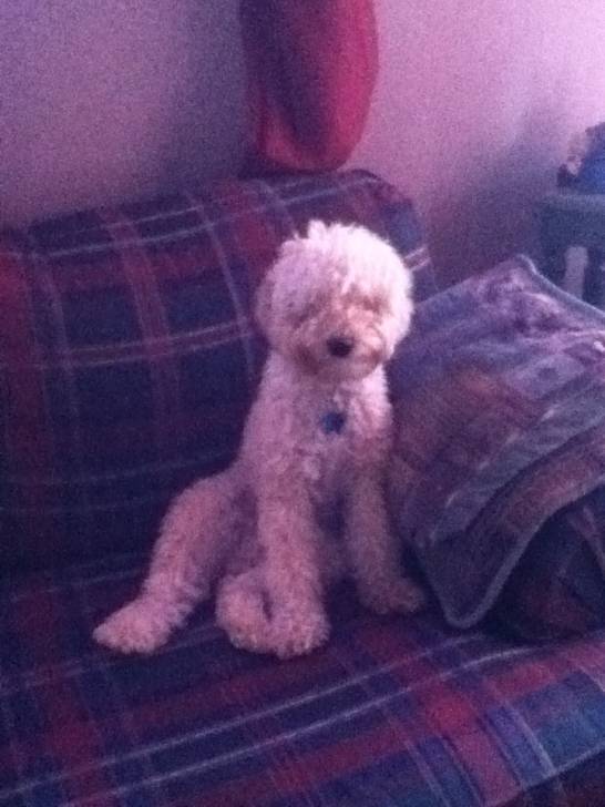 Buddie - Caniche Mâle (7 mois)