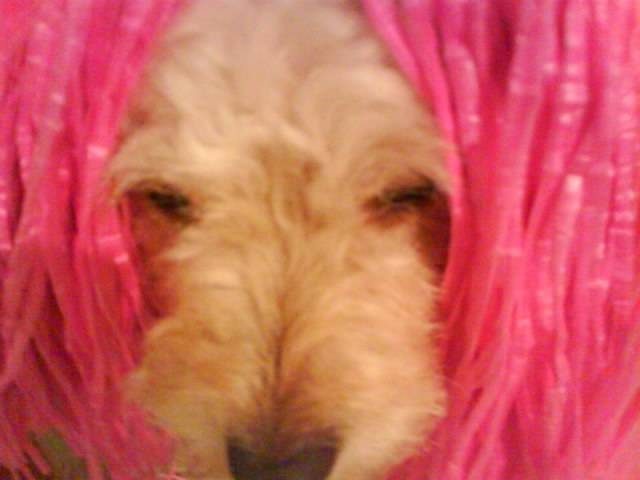 Teicy - Caniche