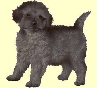 canelle - Caniche