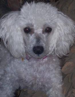 Duquesa - Caniche (7 ans)