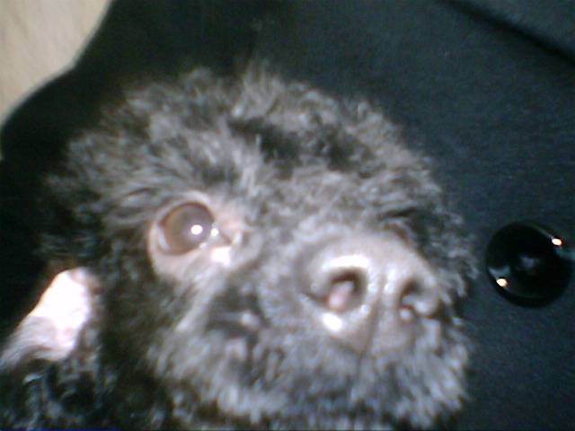 Tank - Caniche Mâle (6 ans)