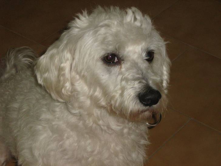 lucky - Caniche Mâle (4 ans)