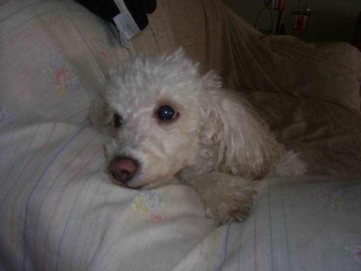 Missy - Caniche (10 ans)