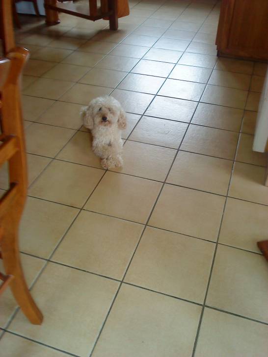 Missy - Caniche (8 ans)