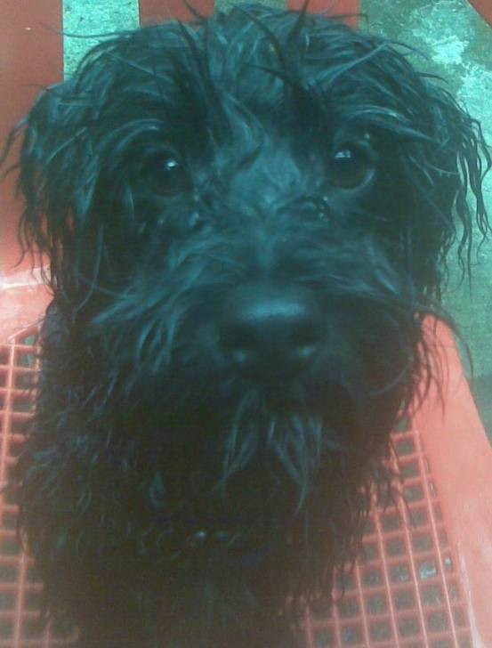 Brunitp - Caniche Mâle (6 mois)