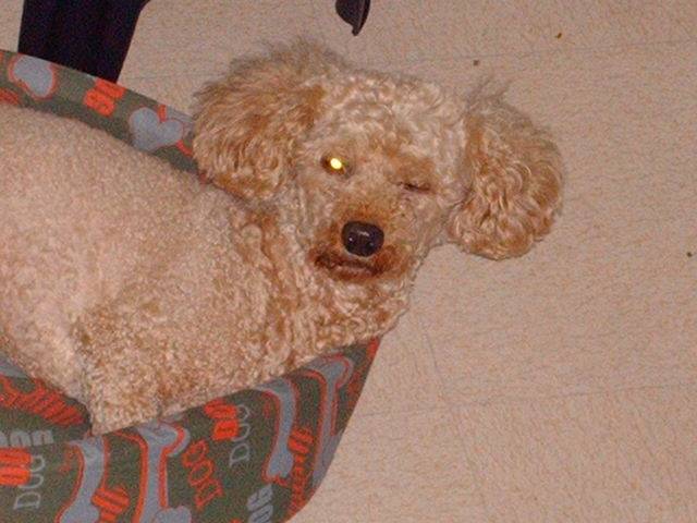 Arpo - Caniche Mâle (14 ans)