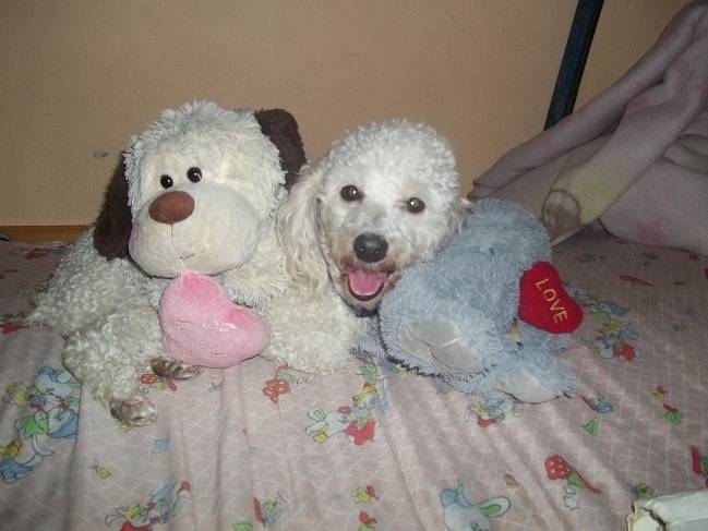 niña - Caniche (3 ans)