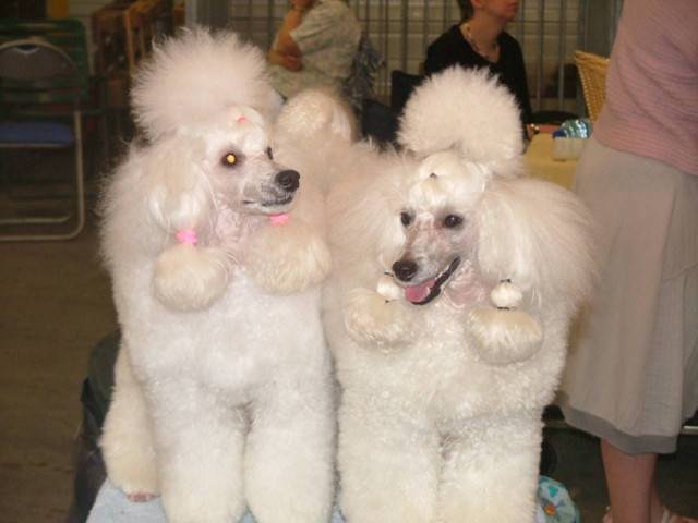 mon reve - Caniche (1 an)