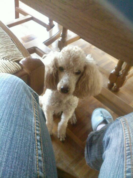 Abricot - Caniche Mâle (4 ans)