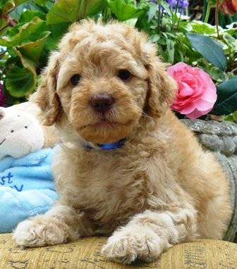 lola - Caniche (8 mois)