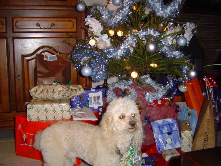 mambo - Caniche Mâle (13 ans)