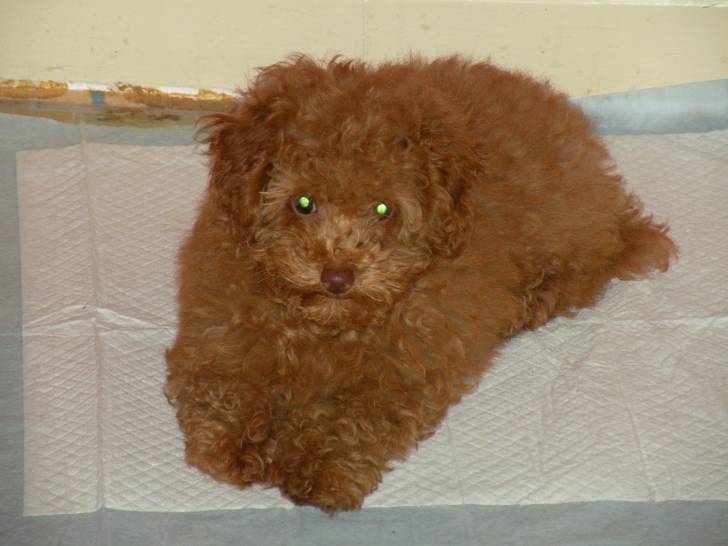 Jack - Caniche Mâle (3 mois)