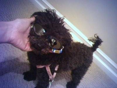Shadow - Caniche