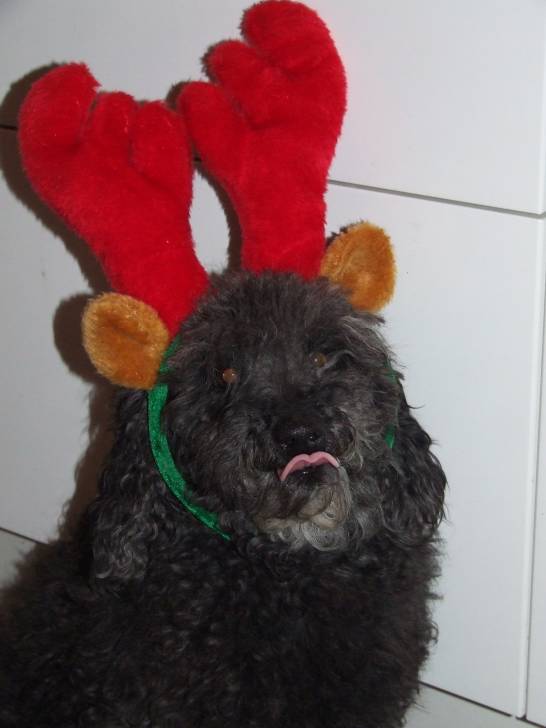 Bow Bow - Caniche Mâle (8 ans)