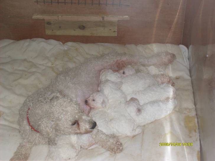 Poodle and Pups - Caniche