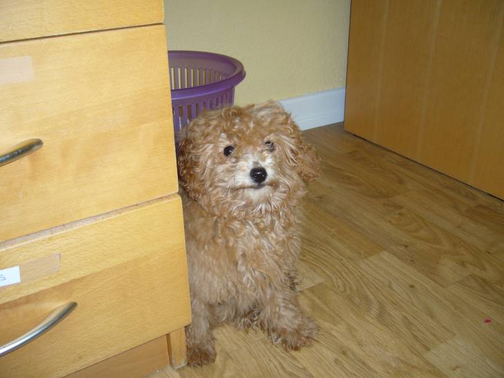 Tessy - Caniche (2 ans)
