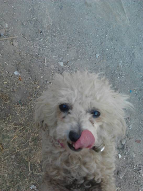 mimi - Caniche (8 ans)