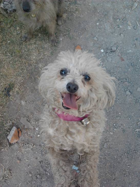 mimi - Caniche (8 ans)