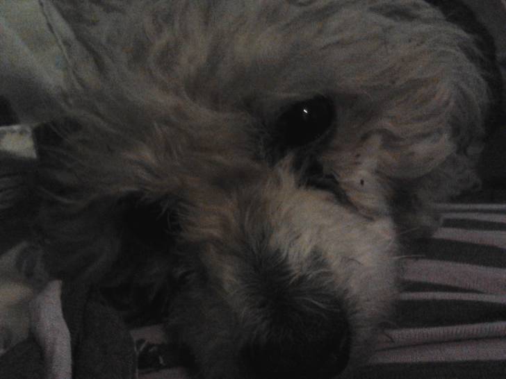 mimi - Caniche (8 ans)