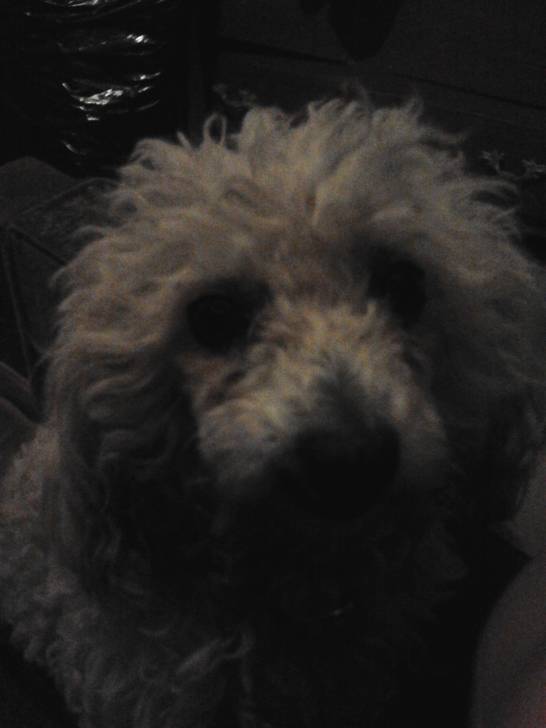 mimi - Caniche (8 ans)
