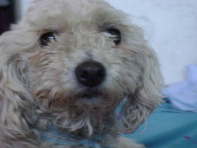 mimi - Caniche (8 ans)
