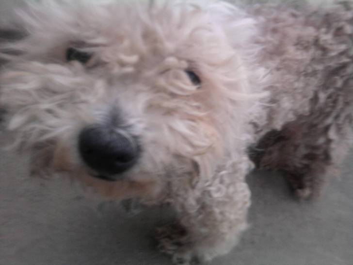 mimi - Caniche (8 ans)