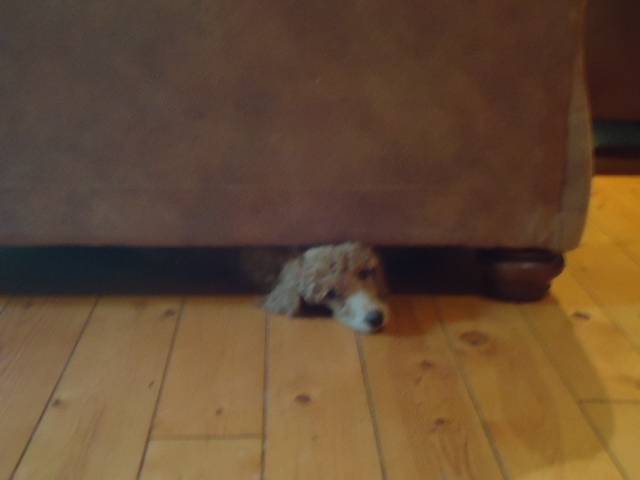 Simba - Caniche Mâle (2 mois)