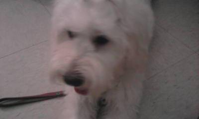 coqueta - Caniche (1 mois)