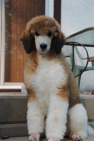 Paisley - Caniche (3 mois)