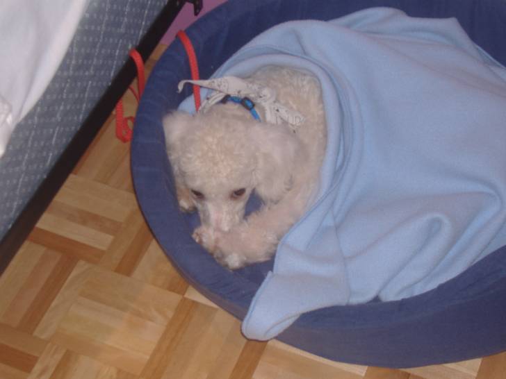 Flocon - Caniche Mâle (3 mois)