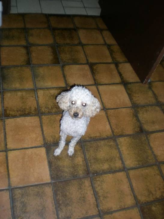 Milou - Caniche Mâle (7 ans)