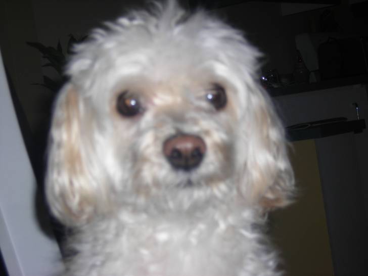 Cocasse - Caniche Mâle (10 ans)