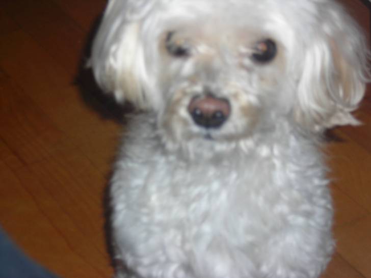 Cocasse - Caniche Mâle (10 ans)