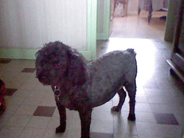Okley - Caniche Mâle (12 ans)