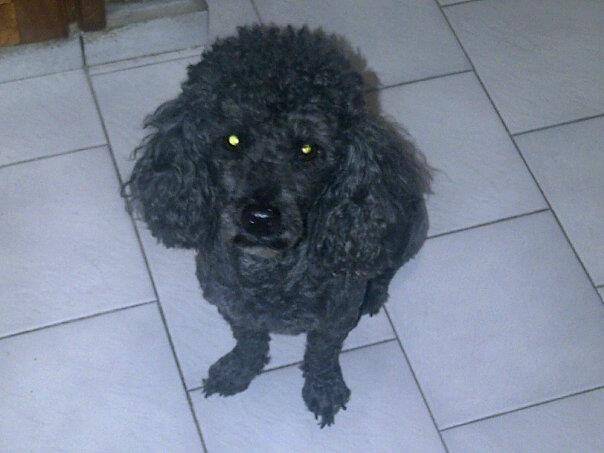 Firulais - Caniche Mâle (7 ans)