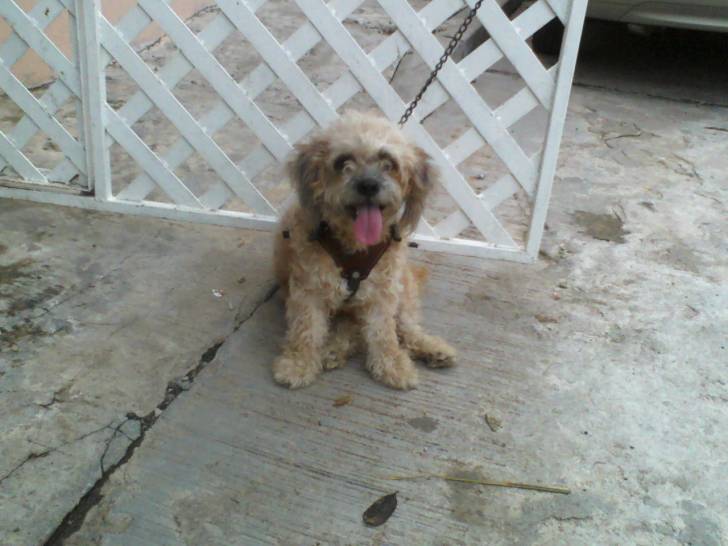 tafy - Caniche (2 ans)