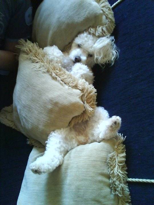 pili - Caniche (5 ans)