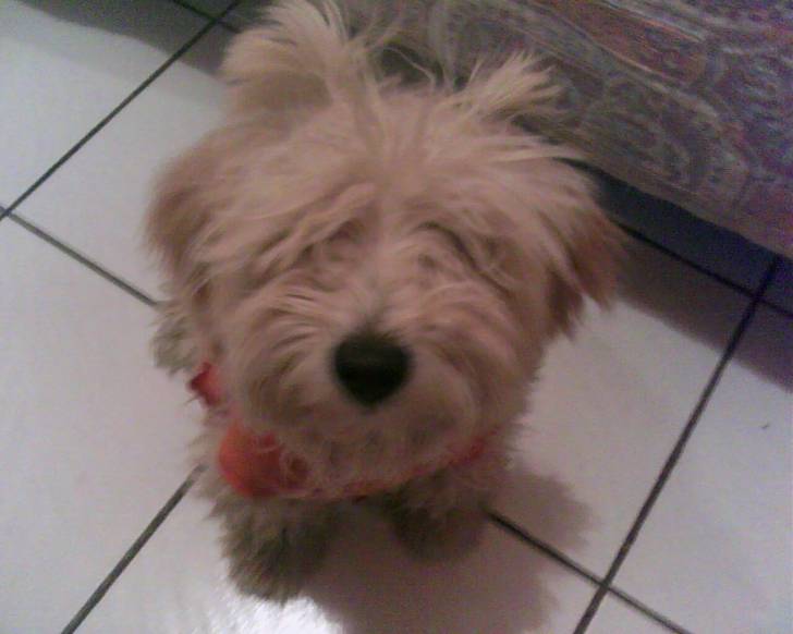 Tersy - Caniche (11 mois)