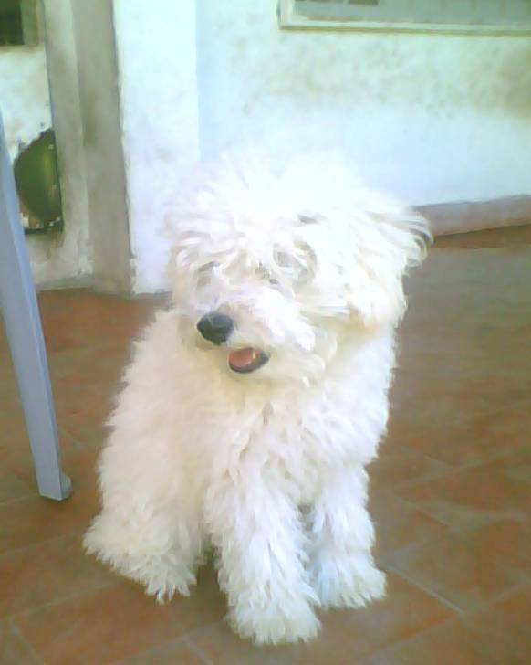 Flopo - Caniche Mâle (1 an)