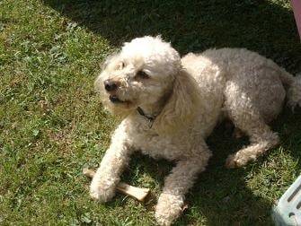 Vargas - Caniche Mâle (5 ans)