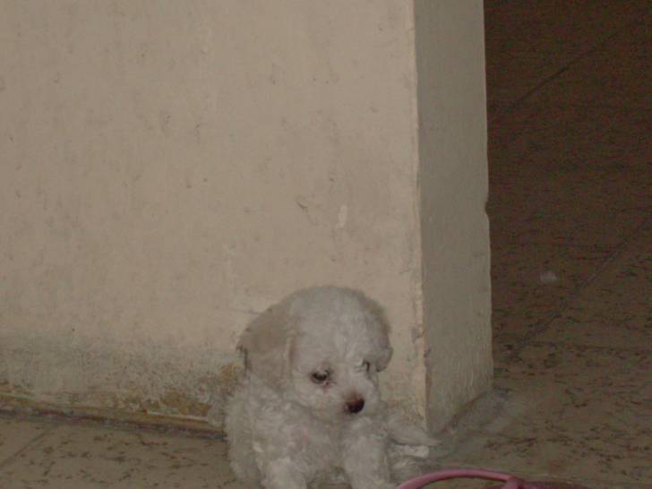 Dixie - Caniche (1 mois)